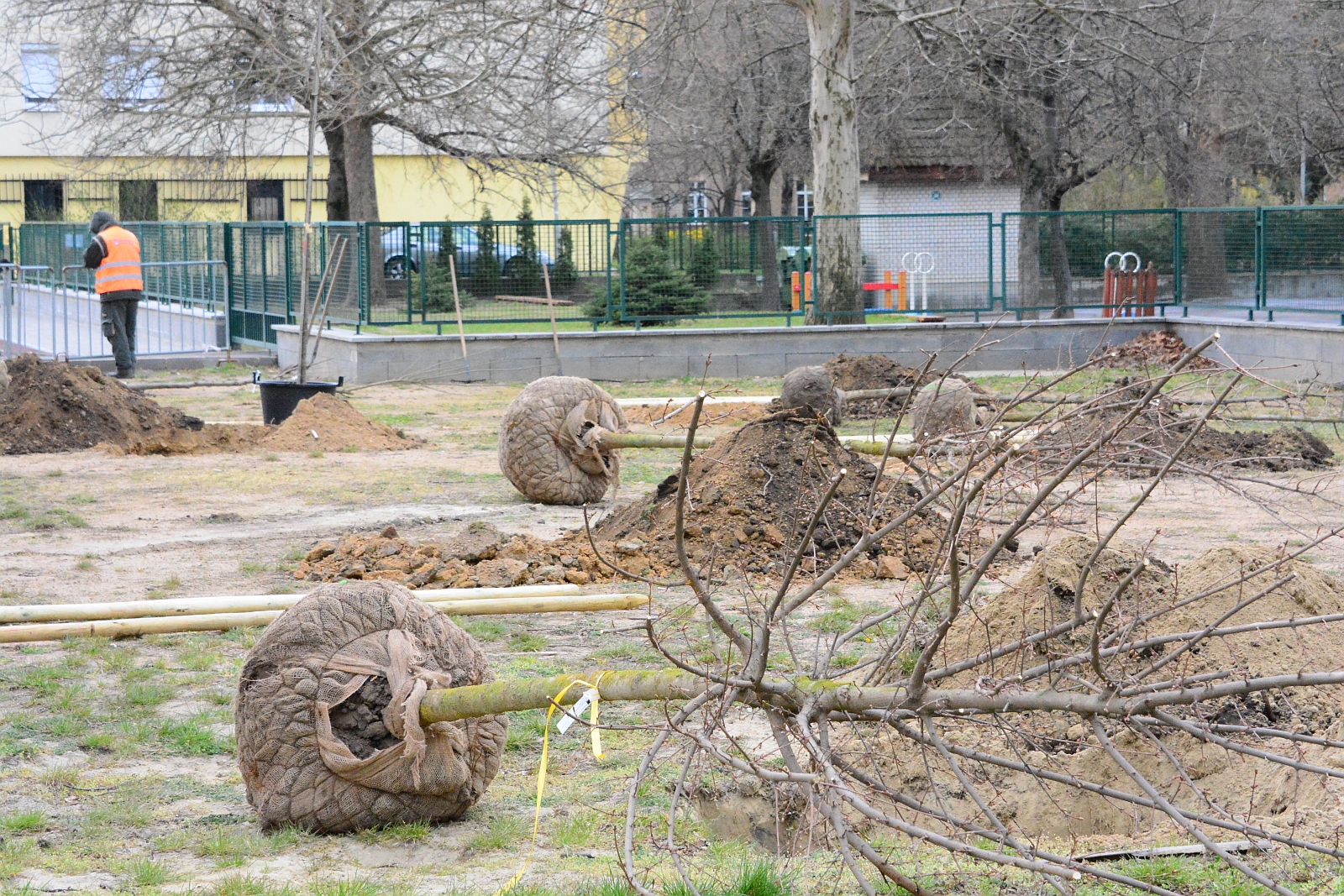 Faültetés teljes földcserével a Vízivárosban - nyolc nagy csemetét telepítettek